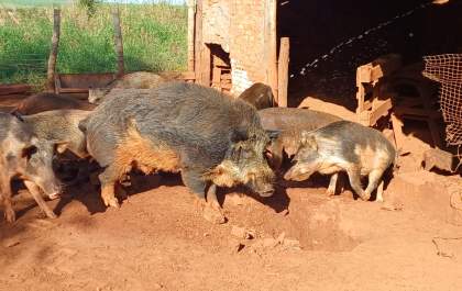 Administrador rural é autuado por PM Ambiental