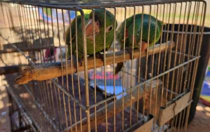 Mulher é autuada em R$ 1,5 mil por manter aves silvestres em cativeiro