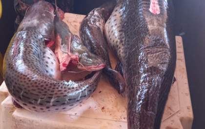 Homem é preso com 38 kg de pescado irregular