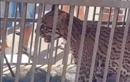 Jaguatirica é capturada em área residencial de Três Lagoas