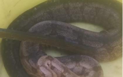 Bombeiros resgatam cobra jiboia em residência no bairro Jupiá