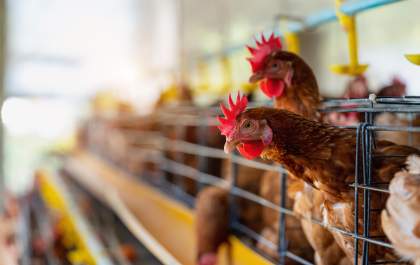 Gripe aviária: MS declara Estado de Emergência Zoosanitária e intensifica prevenção