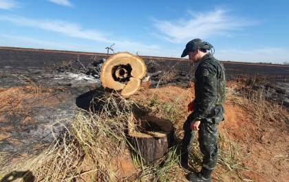 Empresa sucroalcooleira é autuada por uso de fogo e extinção de árvores nativas