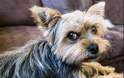 Yorkshire morre após ser atacado por Pitbull