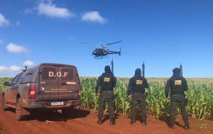DOF apreende quase 700 quilos de drogas em meio a uma plantação de milho