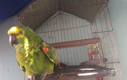 Mulher é autuada por manter em&nbsp; cativeiro papagaio e passáro de fauna silvestre nativa