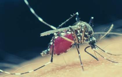 Andradina registra quase 3 mil casos de dengue em 2023