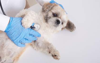 Saiba como é o tratamento para leishmaniose com a veterinária do VIRA LATA - O shopping do seu pet