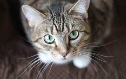 Febre e falta de apetite? Seu gato pode estar com micoplasmose felina