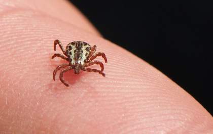 Pesquisadores buscam vacina contra a febre maculosa