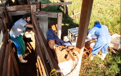 Programa Pecuária Brasil chega a Andradina