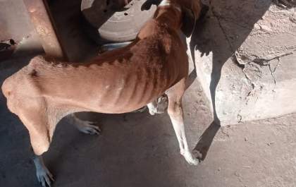 Polícia Civil resgata animal em situação de maus-tratos