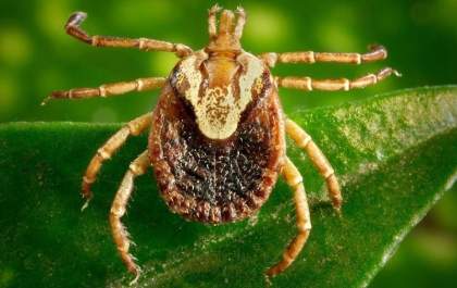 MS tem novo caso suspeito de febre maculosa