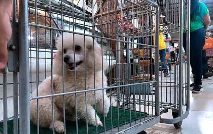 Câmara aprova regras para espaços “pet friendly” em Araçatuba