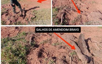 Operação Aletheia flagra degradação ambiental contra flora