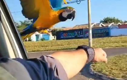 Arara surpreende policial ao pousar em seu braço durante patrulhamento&nbsp;
