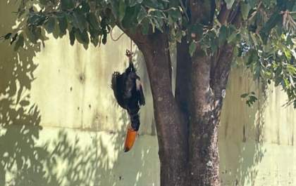 Polícia Civil identifica homem que matou e pendurou um tucano pelos pés numa árvore