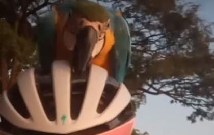 Ciclista filma arara pegando carona em seu capacete