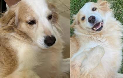 Família procura por cachorra que desapareceu durante queima de fogos