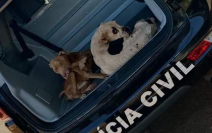 Polícia Civil recupera cachorros em condições de maus tratos