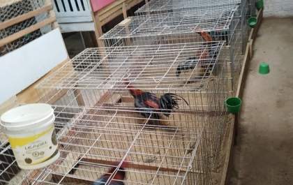 Polícia Civil e PMA fecham locais de rinha de galos e resgatam 170 animais