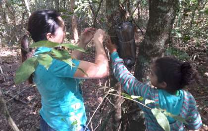 Para preservar cultura e língua indígena, estudantes criam abelhas em aldeia