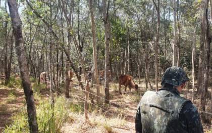 Fazendeiro é multado novamente por pastar gado em área de vegetação nativa