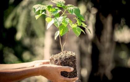 Birigui: Meio Ambiente vai distribuir gratuitamente mudas de árvores para calçadas
