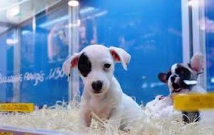 Lei que proíbe a venda de animais em sites e pet shop é aprovada na Alesp, precisa ser sancionada pelo governador