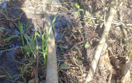 Indivíduo é autuado por degradação ambiental contra flora