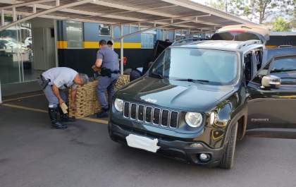 Garoto de 15 anos dirigia Jeep Renegade carregado com 1,3 tonelada de maconha