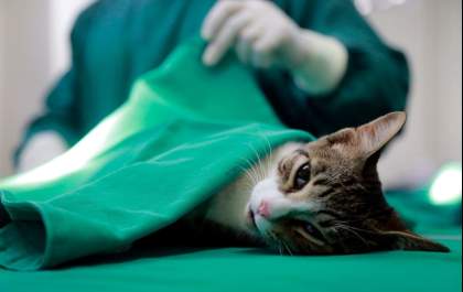 UVZ ultrapassa a marca de 3 mil castrações de gatos