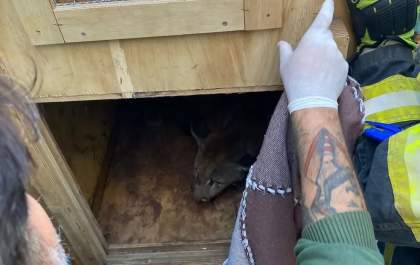 Onça-parda é capturada dentro de casa
