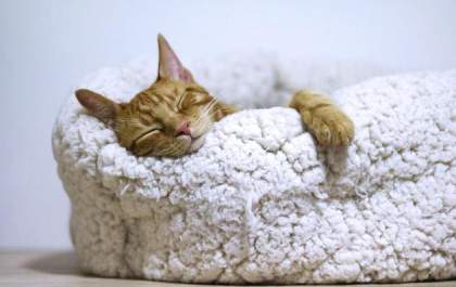 Adotou um gato e não sabe o que fazer? Descubra 7 cuidados importantes para os bichanos