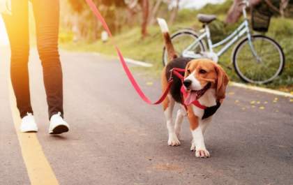 Saúde realiza 1ª Cãominhada na Praça José Yarid