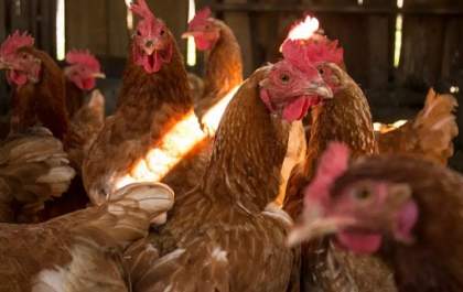 EMERGÊNCIA ZOOSANITÁRIA: gripe aviária atinge nove estados brasileiros