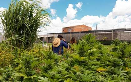 Justiça autoriza psicólogo a plantar cannabis para tratamento de epilepsia da filha: 'Dever cumprido'