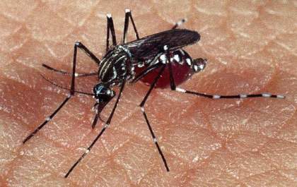 Notificações de zika vírus aumentam no país em relação a 2022