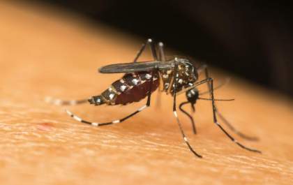 Notificações de Zika vírus crescem no Brasil