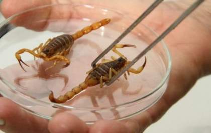 Com aumento da temperatura, SES alerta para acidentes com escorpiões no Estado