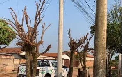 Polícia ambiental flagra poda drástica em árvores no Taveira após denúncia