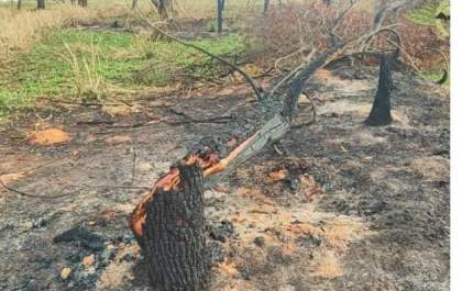 PM Ambiental flagra degradação de flora durante fiscalização
