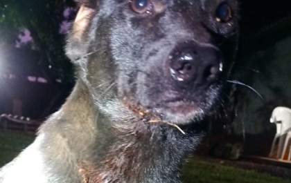 Polícia Civil prende homem por maus-tratos a cachorro em MS