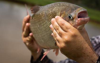Semana do Pescado tem objetivo de incentivar o consumo de peixes no Mato Grosso do Sul