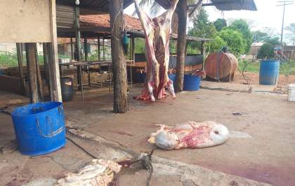 Dono de açougue é obrigado a descartar 940 quilos de carne após flagrante de abate clandestino