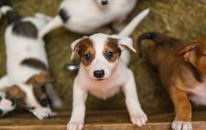 Abaixo-assinado será entregue ao governador Tarcísio pela aprovação da lei que proíbe a venda de animais em pet shops
