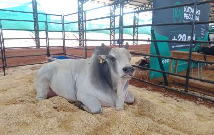 Expô Araçatuba tem 12 fazendas de genética bovina expondo