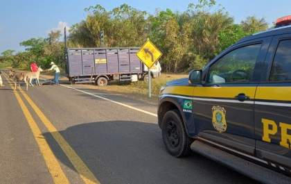 PRF realiza apreensão de animais em Piripiri (PI) para o feriado da Independência