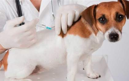 CCZ realiza ação de vacinação antirrábica para cães na Feira Central neste sábado (09)