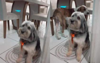 Cães estão desaparecidos e deixam família preocupada